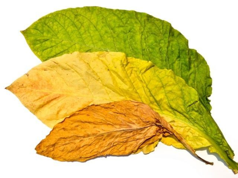 Chất lượng màu sắc lá xì gà